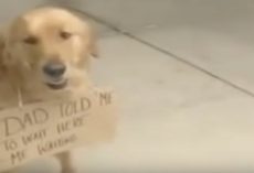 Dog Seen Outside Of Store With A Sign Around His Neck
