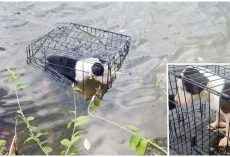 Sicko Tossed Pup’s Crate Into Freezing Lake, She Shuddered As Her Body Sunk Deeper