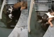 Drowning Cat Reaches Out For Help And Dog Jumps In Water To Rescue Her