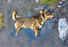 Exhausted From Rejection, He Laid Down And Became A Prisoner To The Ground Beneath