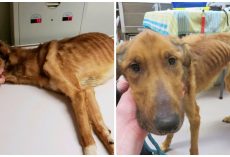 Severely Malnourished Dog Is “Worst Case Of Animal Abuse” Shelter Has Ever Seen