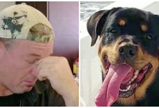 Puppy Callously Stolen By Lyft Driver, Owner Says Rottweiler Is In Danger