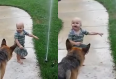 German Shepherd Was Afraid Of Water Sprinkler And Toddler Showed Him It’s OK