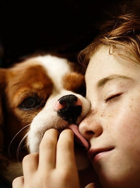 girl cavalier spaniel photo face dog licking