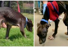 Couple Claims They Found Skeletal Dog As A Stray Charged With Being His Abusers