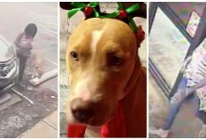 Cold-Blooded Woman Drops Her Dog Off At Groomer For A Bath & Doesn’t Come Back