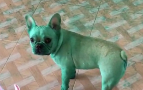 shaved french bulldog