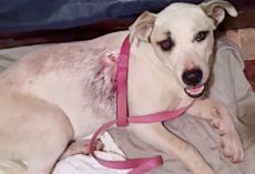 Trail Of Blood Led Owner To Puppy Shot With Arrow – Cops Seeking Abhorrent Culprit