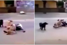 Homeless Man Collapses In Middle Of Road. Stray Dogs Protect Him And Won’t Let Anyone Near Him