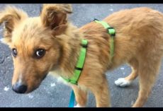 Homeless Pup Wanted A Home So Badly, He’d Follow People Home. Then One Day, Someone “Kicked” Him