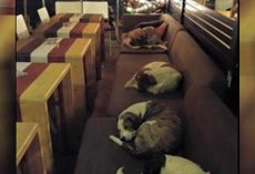 Instead Of Chasing Them Away, Coffee Shop Opens Its Doors To Stray Dogs Each Night