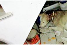 Street Dog Hid Beneath Stranger’s Stairs And Asked God To Take The Hurt Away