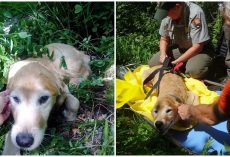 Lost Dog Couldn’t Stop Smiling Once He Was Finally Found Among The Forest Trees