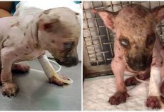Man Douses His Brother’s 5 Puppies With Chemicals, Killing Them All Within Hours