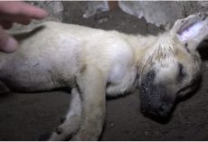 Man Located Unconscious Puppy In A Crumbling House And Can’t Rouse Him