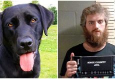 Repulsive Man Sexually Assaults Dog & Films It, Pays Small Fine & Avoids Jail Time