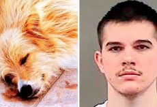 Man Stabs Dog 11 Times To Get His Revenge, Dumps The Dog’s Body At Owner’s Door