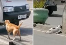 Mother Dog Makes Heart-Wrenching Cries For Help After Car Runs Over Her Puppy