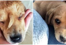 One-Of-A-Kind Puppy With ‘Tail’ Growing From His Face Found Alone In The Cold