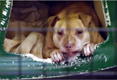 Old Dog No One Wants, Her Body Giving Out- She Lays In Kennel And Holds On