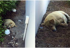 Old Dog Slept In The Dirt Every Day After His Owners Moved And Left Him Behind