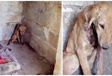 Pained And On His Own, Puppy Sought Refuge In One Place He Felt Closer To God