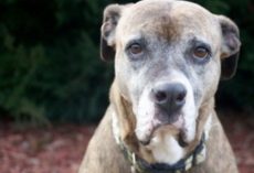 People Need To Be Taken Seriously When They Grieve The Loss Of A Pet