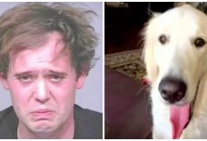 Man Stabs Service Dog Over 100 Times With Sharp Objects Before Cutting Its Neck