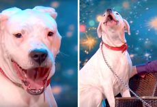 Pit Bull Enchants Audience With A Powerful Rendition Of Whitney Houston Song
