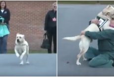 Soldier’s Service Dog Joyfully Reunited With The Inmate Who Trained Him