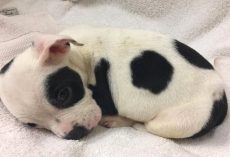 Pup Thrown Out Because He’s Different Wanted Someone To Love Him The Way He Is