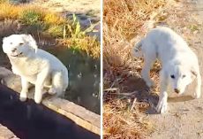 Puppy Dumped By Owner In Middle Of Nowhere, Chases A Jogger And Begs To Be Rescued