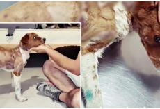 Puppy Strung Up To Tree For 3-Days And Tortured, Pulls Through To Defy Abusers
