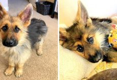 2-Year-Old German Shepherd With Dwarfism Still Looks Like A Puppy, Begs To Be Loved