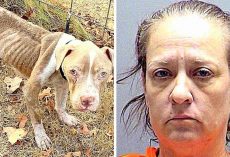 Repeat Offender Starves 11 Dogs To Brink Of Death, Had Previously Abused 84 Dogs