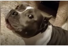 Rescued Pit Bull Has Nonstop Conversations With Her Dog Mom