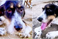 His Deformity Made Him Useless So He’s Thrown Away, He Still Needs Urgent Care