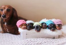 Sausage Dog Momma And Her 6-Mini Sausages Pose For A “Family” Photoshoot