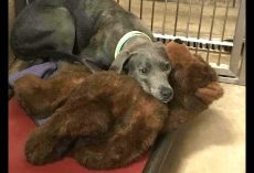 Scared Dog Clinged To Her Teddy Bear After Being Dumped At ‘Kill Shelter’ By Her Family