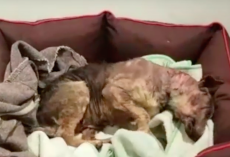 Severely Neglected Dog Experiences A Warm Bed For The ‘First Time’ In Her Life