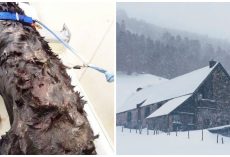 Ruthless Woman Confines Dogs To Feces-Filled Cages Outside In Frigid Weather