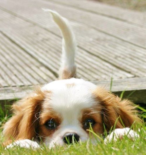 spaniel cavalier watching face