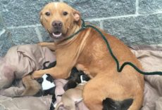 A Mother Dog And Her 10 Newborn Puppies Were Dumped At The Doorstep