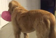 Family Adopts Foster Dog Even When Vet Cautioned That He’s Mentally Challenged