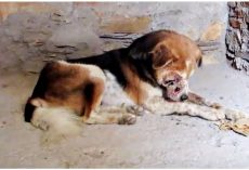 Wounds So Deep, He Placed Himself In A Dark Corner & Accepted His Pained Demise