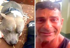 Dog Is Stolen & Missing For A Year, Dad Finds Him Just 2 Days Before Being Put Down