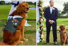 Devoted Service Dog Stands By Wounded Veteran’s Side As ‘Best Man’ At Wedding