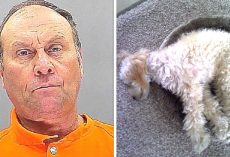 Vindictive Neighbor Shoots And Kills 72-Year-Old Veteran’s PTSD Support Dog