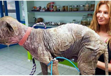 Woman Found A Dog That ‘Looked Like Stone’ While On Vacation & Refused To Leave Him Behind