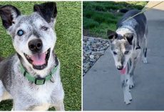 19-Year-Old Shelter Dog Still Has Pep In His Step & Longs For A Loving Home